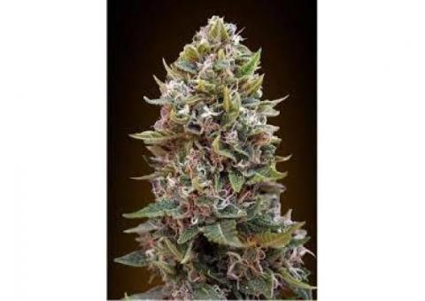 Cheese Berry Auto Feminised Seeds - 5  Seeds
