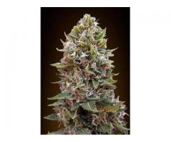 Cheese Berry Auto Feminised Seeds - 5 Seeds