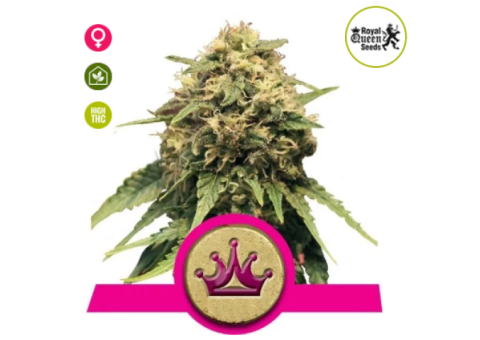 Special Queen #1 Feminised Seeds Royal Queen Seeds