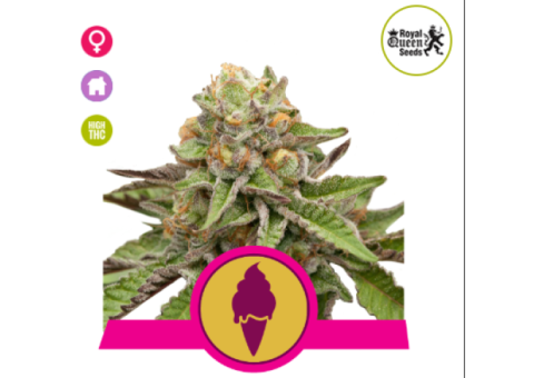 Green Gelato Feminised Seeds Royal Queen Seeds