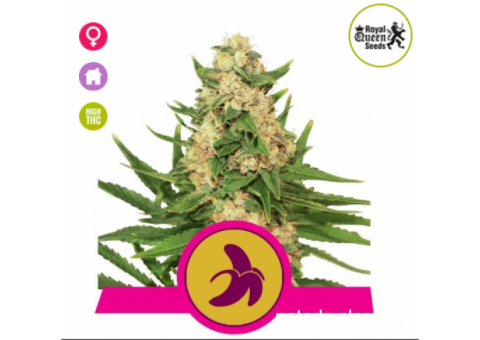 Fat Banana Feminised Seeds Royal Queen Seeds