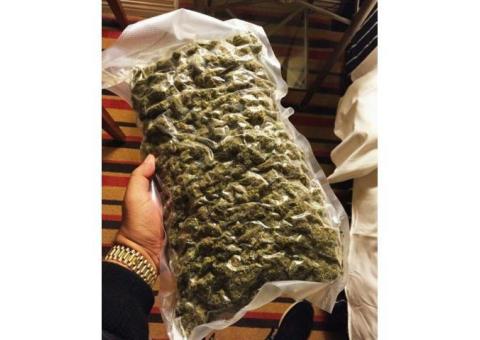 Buy Stutterlicious OG Sour Diesel,*Green Crack,*Jack Herer,Og kush