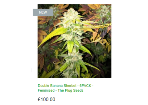 DOUBLE BANANA SHERBET - 6PACK - FEMINISED - THE PLUG SEEDS 