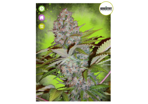 Cheese NL Auto Feminised Seeds Ministry of Cannabis