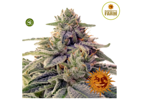 Shiskaberry Feminised Seeds Barney's Farm Seeds