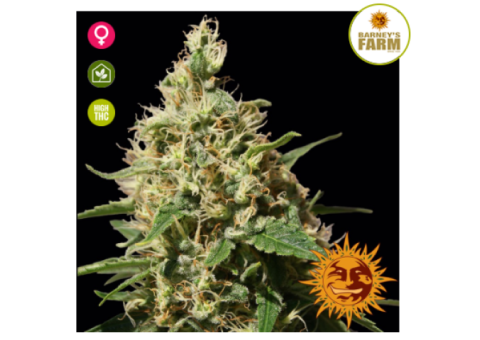 Peppermint Kush Feminised Seeds Barney's Farm Seeds