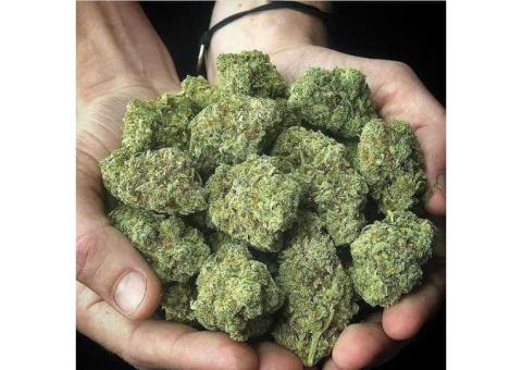 Top Shelf Medical Cannabis Strains AAAAAA. Indica and Sativa Strains, Hash and many more