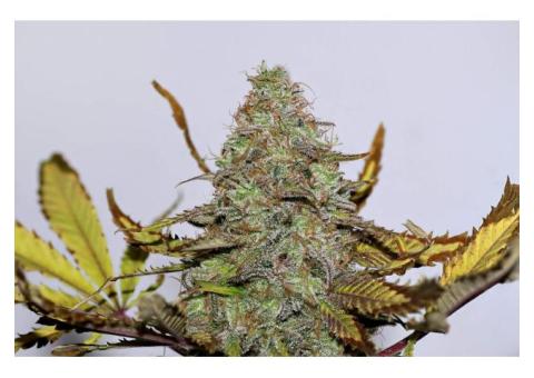 Mazari Auto Feminised Seeds from Seedsman