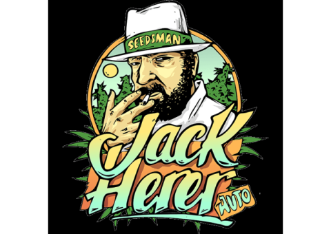 Jack Herrer Auto Feminised Seeds from Seedsman