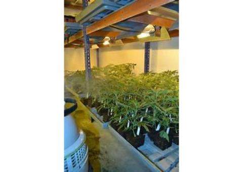 WELL KEPT CLONES FOR SALE TEXT/CALL +1470-705-3843