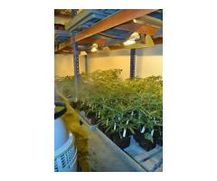 WELL KEPT CLONES FOR SALE TEXT/CALL +1470-705-3843