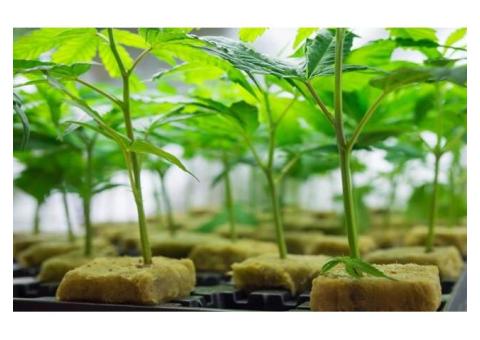 DVD Well cultivated Clones for Farms
