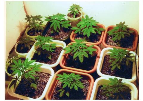 SUPPER HEALTHY CLONES FOR NEW FARMS