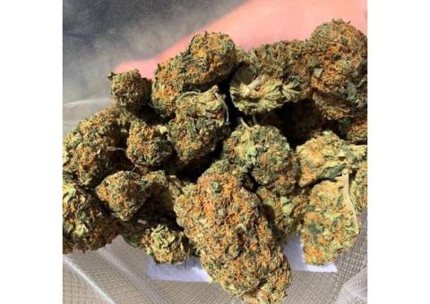 Shop Medical Marijuana Online