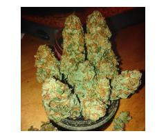 BUY TOP GRADE MEDICAL MARIJUANA AND CANNABIS