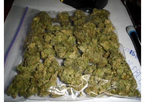 BUY GIRL SCOUT COOKIES,MOON ROCK,SKUNK AND OTHER STRAINS AVAILABLE AT +1(720)663-0187