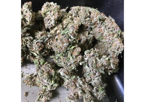 Mariquana sativa,indica and sativa strains