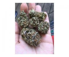 CANNABIS STRAINS