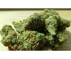 medical-marijuana-sativa-and-indica-strains