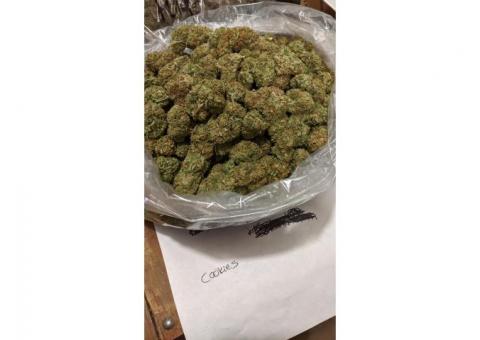 Greenhouse strains for wholesale