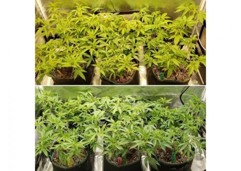 Best Qualified clones shpping before pay