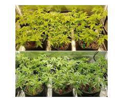 Best Qualified clones shpping before pay
