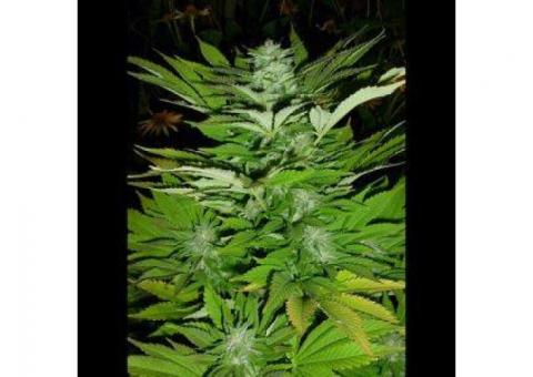 Sensi #11 Feminised Seeds