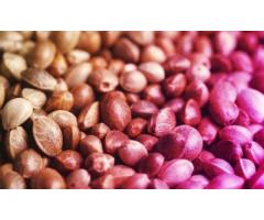 Registered Seeds Premium 12% to 14% CBD Hemp Seeds.