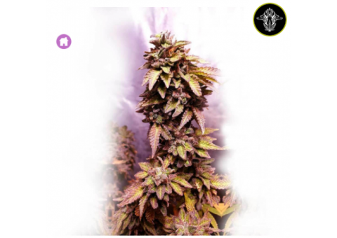 Strawberry Dawg Pound Feminised Seeds 