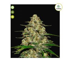 Wedding Cheesecake Auto Feminised Seeds from FastBuds Seeds