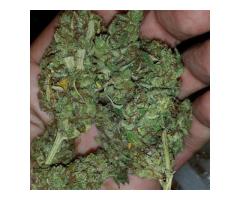 High quality strains available for sale