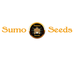 Honey Rock Feminised Seeds - 3 Sumo Seeds