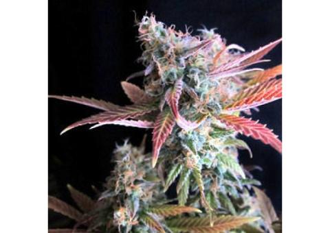 Raspberry Cough Feminised Seeds - 5 Nirvana Seeds