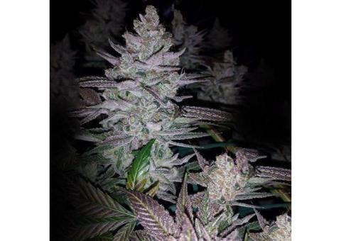 King's Banner Regular Seeds - 10 Dark Horse Genetics