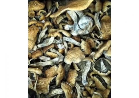 Buy Quality  Mushroom Online in Canada from LowpriceBud.co