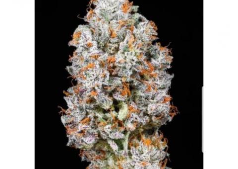 Exotic   buds available 