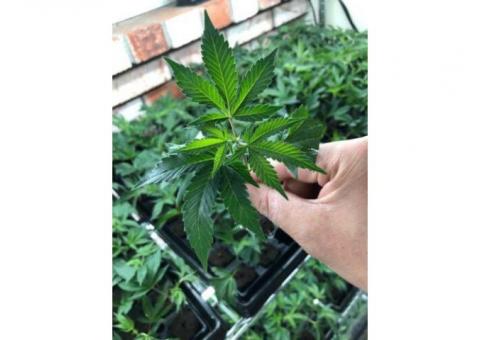 Healthy Rooted Clones and Teens
