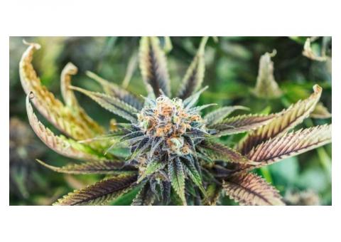 High CBD cannabis strains