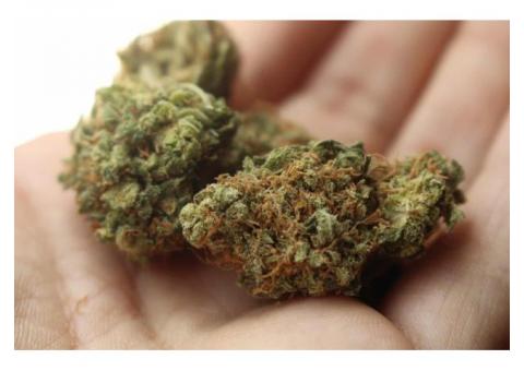 High quality marijuana strains available