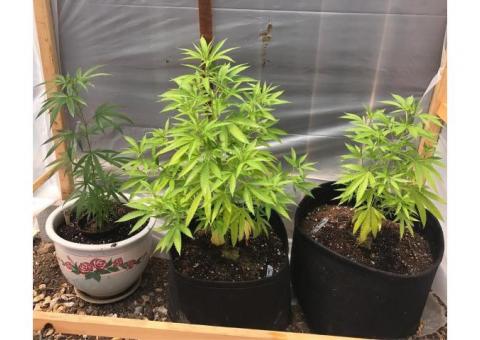 Top cannabis clones
