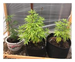 Top cannabis clones
