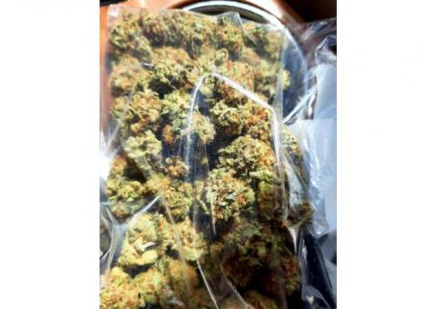 Quality white widow for sale 