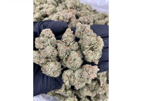Pure LA Kush and more exotic buds in bulk