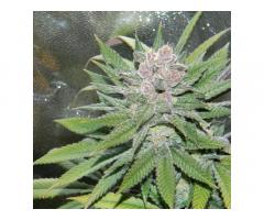 Blueberry Cheesecake Fem Cannabis Seeds