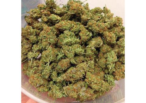 Text:  (661) 450-8308 :: Top Quality Medical Marijuana,Buds,Cannabis, Pots,Oil, Weed,Wax