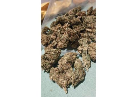 High quality cannabis strains ready 