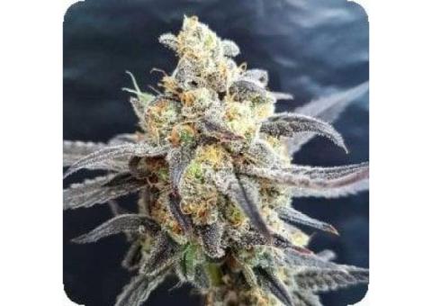 Guerilla Ryder - Godberry Fem -  cannabis seeds 2023