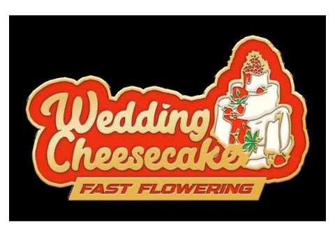 Wedding Cheesecake Fast flowering cannabis seeds fems