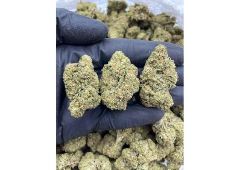 Top shelf medical cannabis strains 
