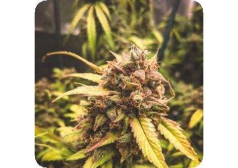 Mephisto Genetics - New cannabis seeds 2024